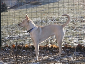 Собака в хорошие руки #1640844