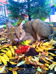 азиатские леопардовые кошки(алк) и камышовые коты #1642856