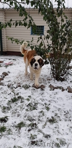 Питомник предлагает щенков сенбернара #1533316