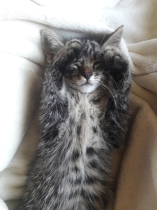 полосатик в хорошие руки #1645634