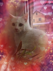 белоснежное чудо #1645461