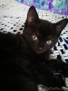 Котенок (девочка) в дар #1643258