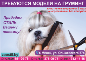 Требуются модели на груминг. Эконом-стрижка для собак. #1639385