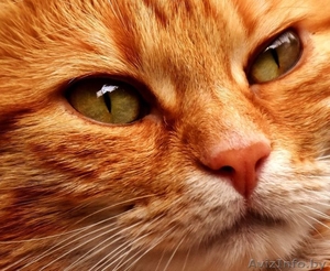 рыжая девчонка-красавица в дар #1643892