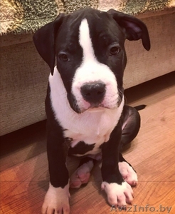 Щенки американского стаффоршидского терьера #1643886