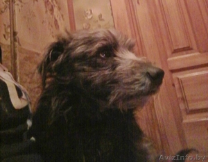 Метис шнауцера #1644215