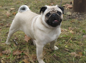 Куплю щенка мопса до 2 мес. для себя #1646000