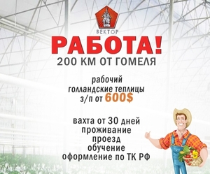 Нужны работники в тепличный комплекс #1650502