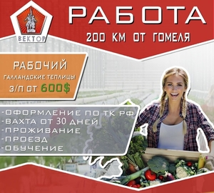 Рабочие в теплицу достойная оплата труда #1650540