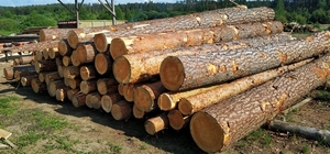 Лес-кругляк: ель,  сосна.  #1649174