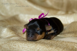 Щенки йорка #1649663