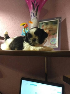 Щенок мальчик Ши-тцу #1653512