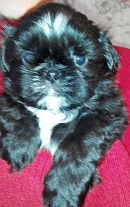 Девочка и мальчик щенки Ши-тцу редкого черного окраса. #1653515