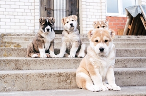 Щенки Среднеазиатской Овчарки,  САО #1651724