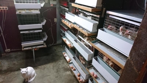 Клетки для содержания родительского стада кур #1652869