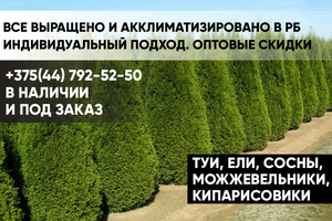 Туи,  можжевельники,  кипарисы,  ели,  сосны,  пихты. #1652150