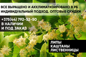 Липы,  каштаны,  лиственницы #1652223