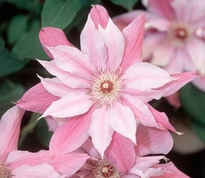 Отборные сортовые пионы,  розы,  тюльпаны,  гортензии,  клематисы,  удобрен #1654608