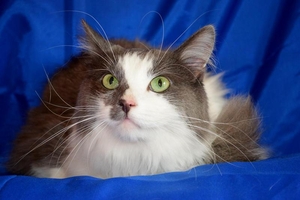 Спасенный кот в дар #1656066