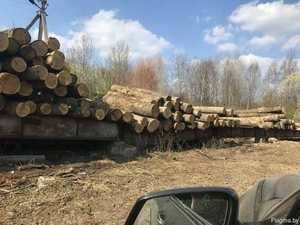 Дуб кругляк от 3 до 5 метров Минск #1656061