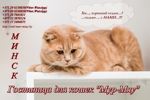 Передержка котов в Минске #1656562