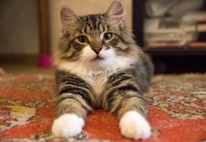 красавец пушистик в добрые руки #1654403