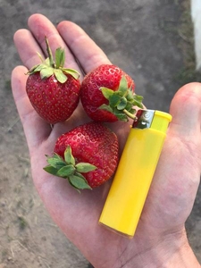 Клубника собственная выращенная в Бресте #1657390