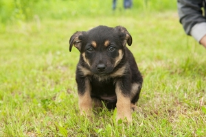 Щенки-карапузики в дар #1659050