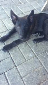 Щенок метис овчарки зонарного окраса в дар #1657982