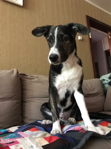 Арс в дар #1659052