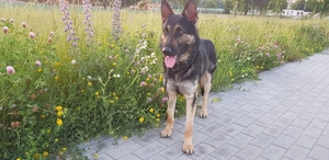 Метис овчарки в дар #1659048