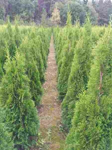 Туя Смарагд (Smaragd),  разной высоты #1660709