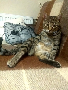  Бэст лесной красавец в добрые руки #1661354