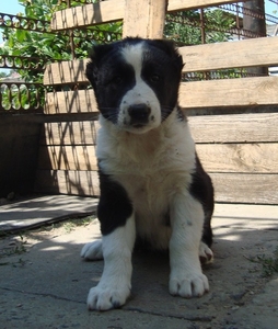 Продам щенков среднеазиатской овчарки (алабай) #612786