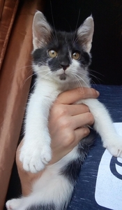 Котёнок #1661222