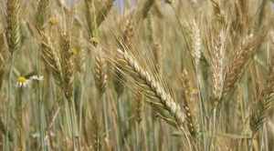 ЗАКУПАЕМ РОЖЬ ОТ 25 ТОНН #1661122