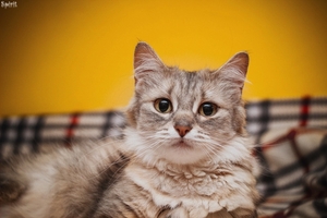 Кошечка Эбби в дар #1660083