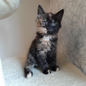 Котята 2 месяца #1663205