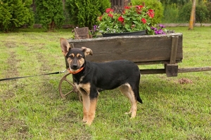 Щенок Тави в дар #1664299