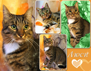 Люси – кошка с зелеными глазами в дар! #1662485