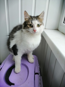 Котёнок в дар #1663262