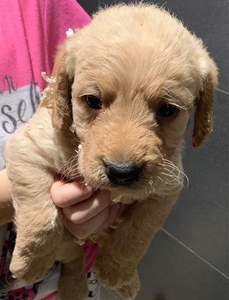 Чароўныя шчанюкі Labradoodle для бясплатнага ўсынаўлення #1665304