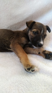 Чудесные щенки в дар #1667912