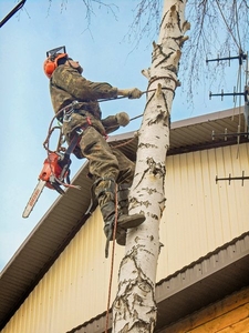 Спил деревьев #1668850