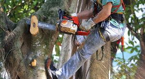 Вырубка деревьев #1668851