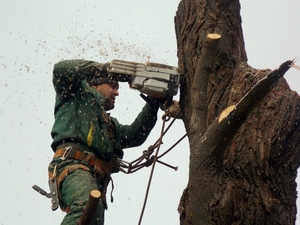 Спил деревьев,  вырубка лесов #1668852