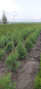 Туя фастигиата коловидная 50 см 5 руб #1667868