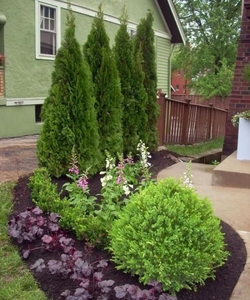 Посадка плодовых и декоративных деревьев,  туй,  кустов,  растений. #1666589