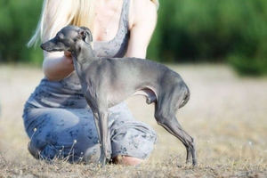 Кобель левретки для вязки #1668296