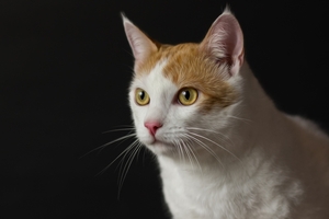 Кусочек счастья в дар #1667914